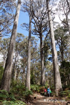 Parc national du Mont Field - Tasmanie
