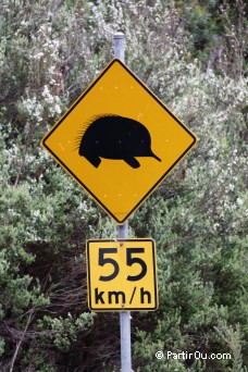 Panneau : Attention chidn - Tasmanie