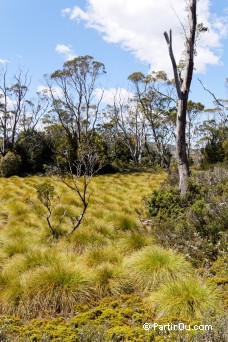 Buttongrass Moorlands et Eucalyptus - Valle Cradle - Tasmanie