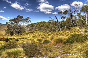 Buttongrass Moorlands et Eucalyptus - Valle Cradle - Tasmanie